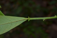 Crotalaria spectabilis